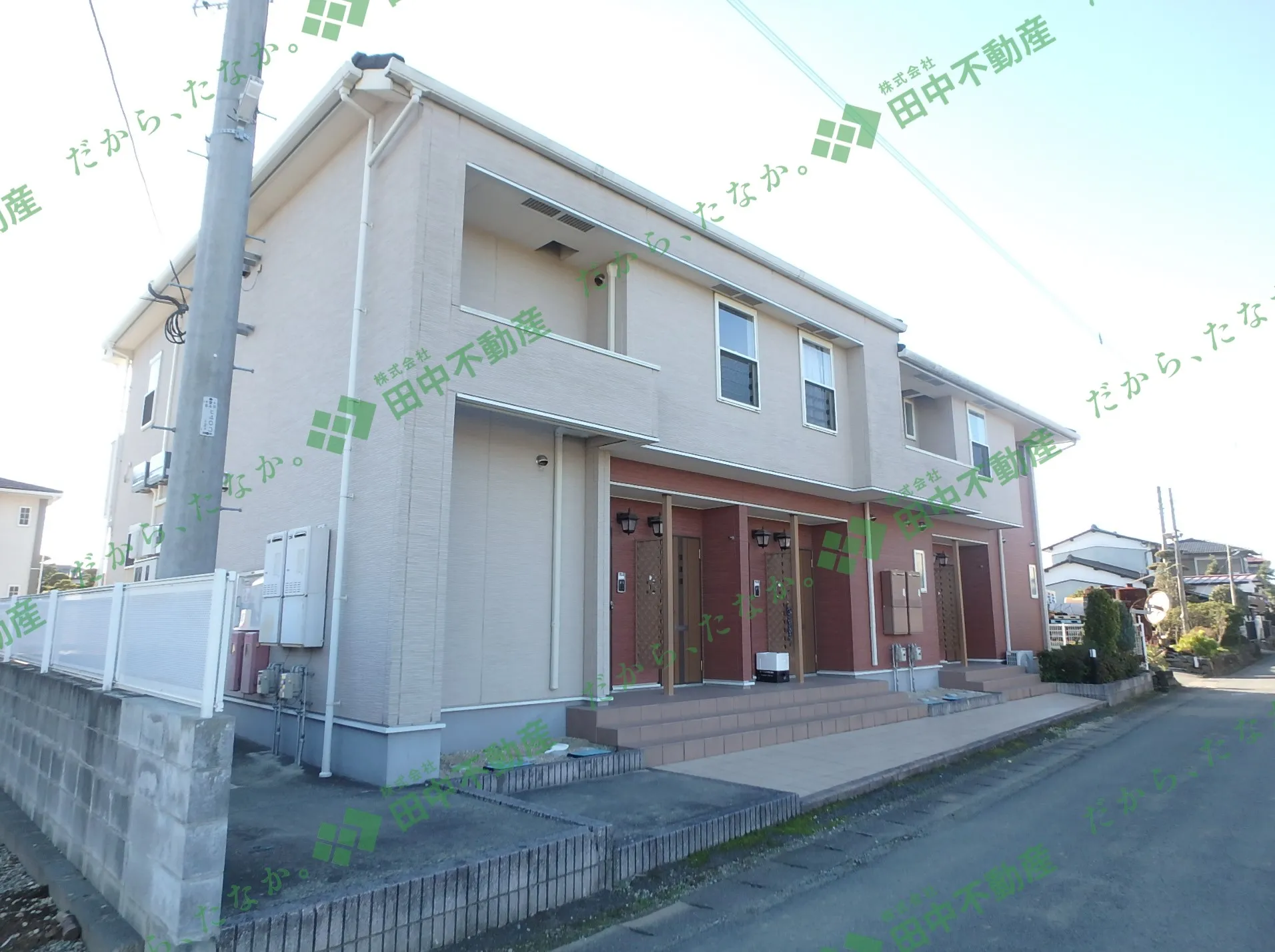 プリムラC203